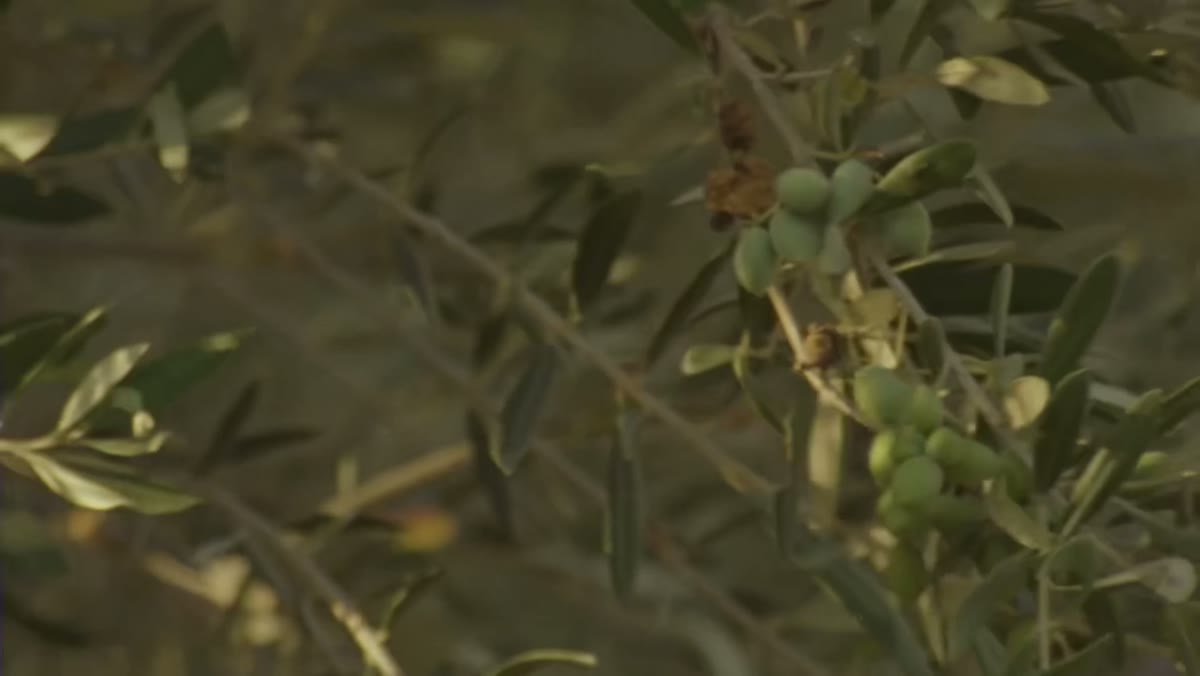 Koroneiki olives still effervescent green on the branch