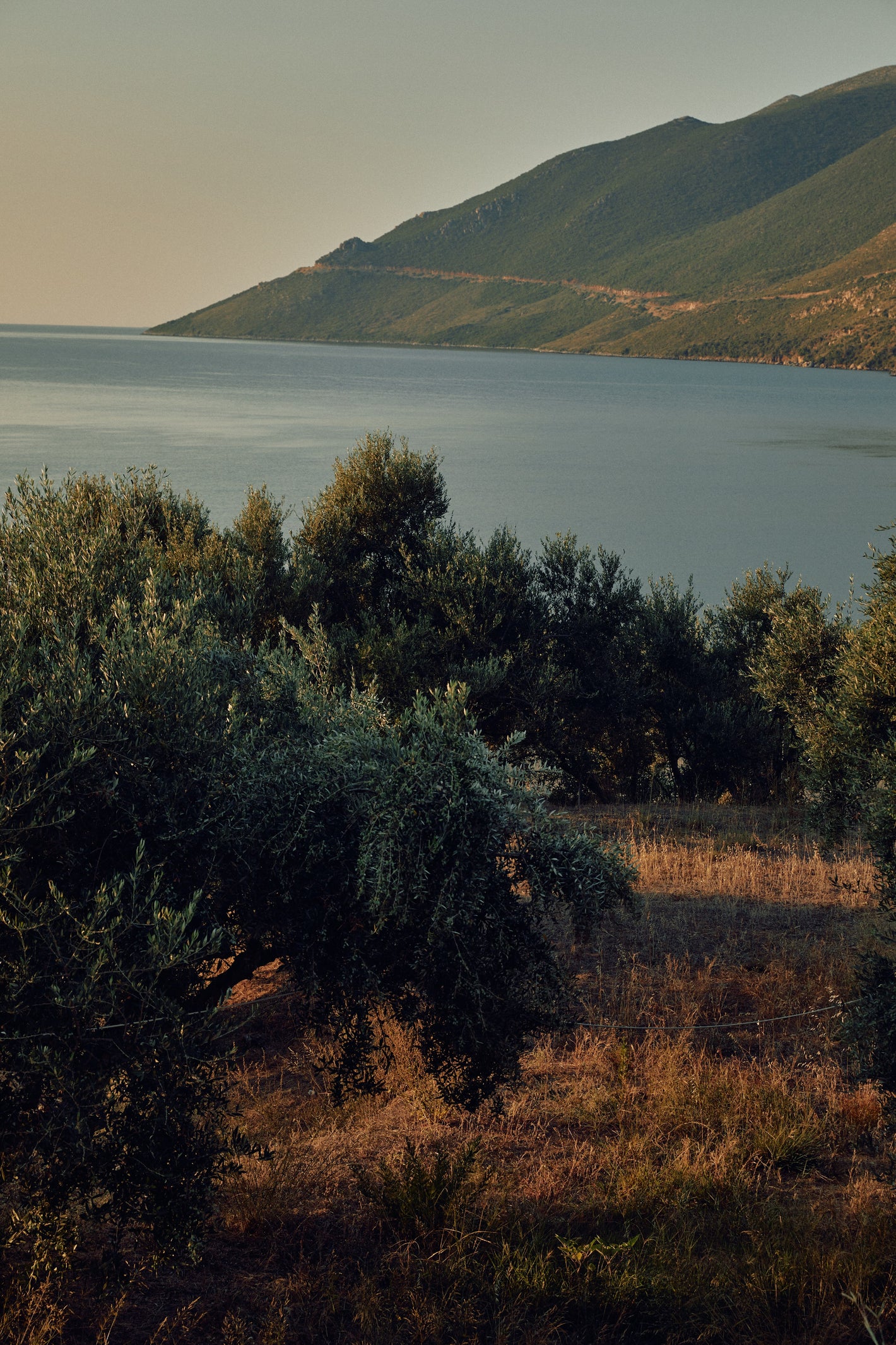 Olive grove overlooking the Aegean Sea on the Mani Peninsula