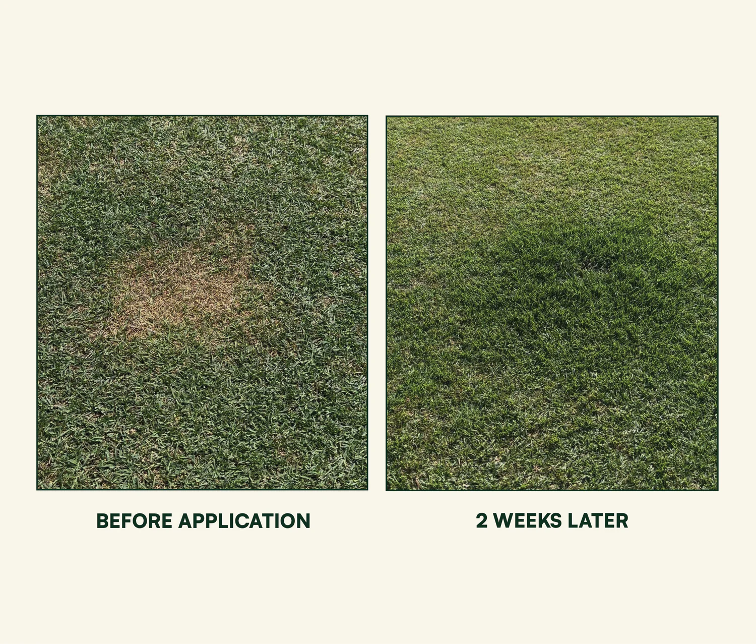 A yellow lawn patch before RESCUE and the same lawn two weeks later