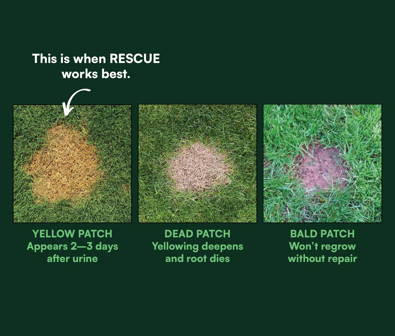 Three stages of dog urine lawn damage: yellow, dead and bald patches